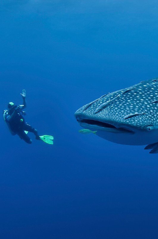 عکس کوسه ایده نقاشی عکس کوسه ایده نقاشی