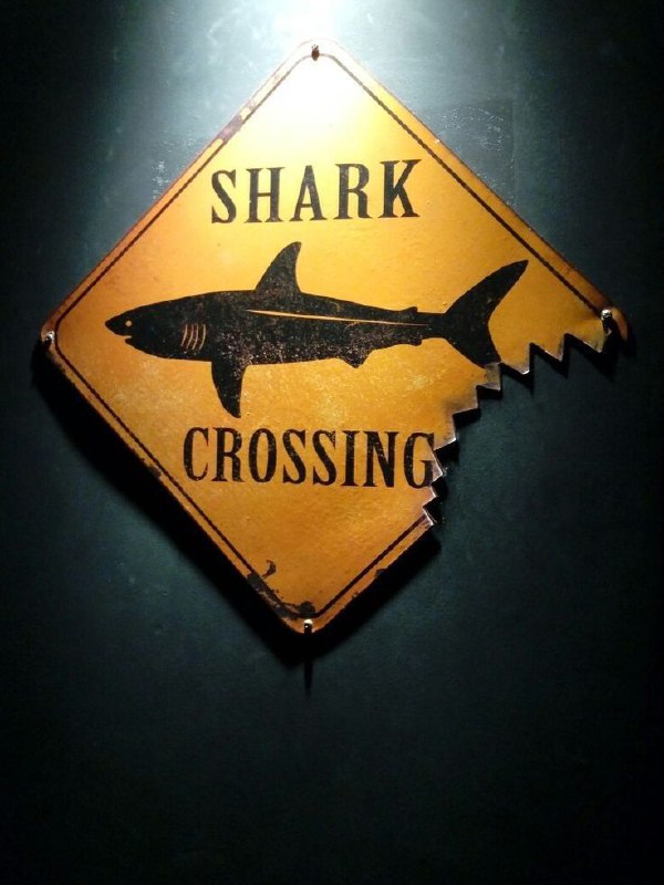 عکس کوسه در حال حمله واقعی عکس کوسه در حال حمله واقعی