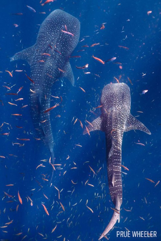 عکس کوسههای ترسناک دنیا عکس کوسههای ترسناک دنیا