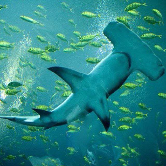 عکس والپیپر کوسه عکس والپیپر کوسه