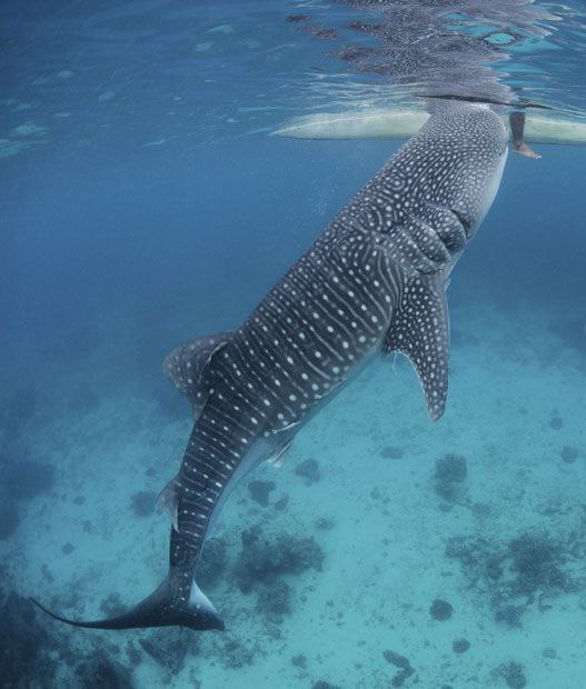 عکس کوسه عظیم عکس کوسه عظیم