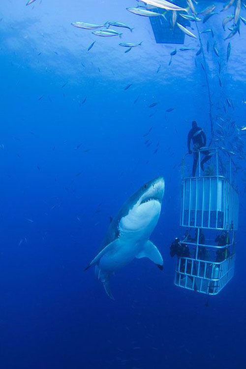 عکس کوسه اقیانوس عکس کوسه اقیانوس