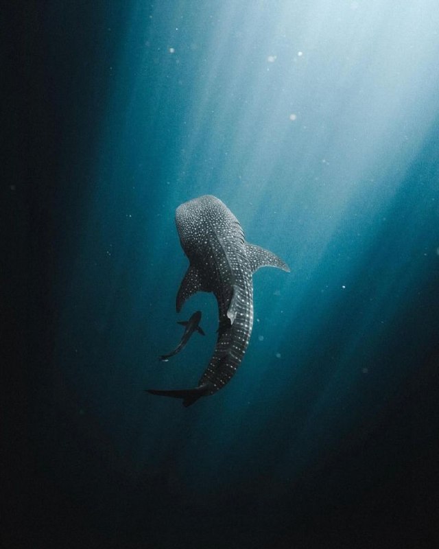 عکس کوسه خونخوار عکس کوسه خونخوار