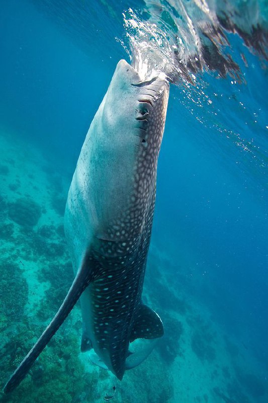 عکس کوسه خطرناک عکس کوسه خطرناک