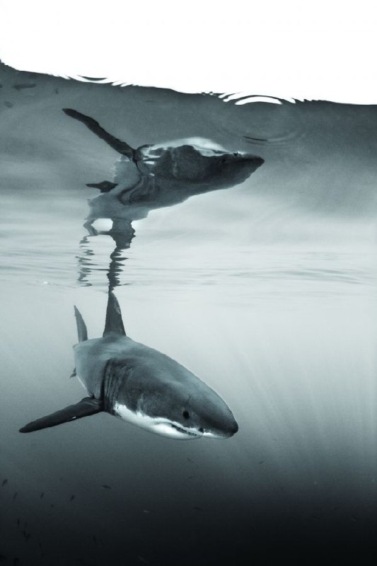 عکس کوسه عجیب عکس کوسه عجیب