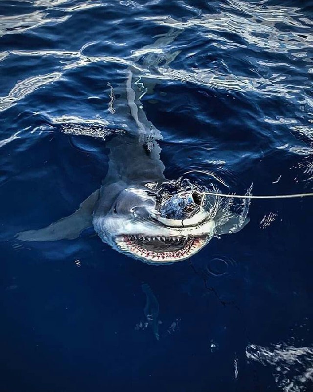 عکس کوسه نهنگ عکس کوسه نهنگ