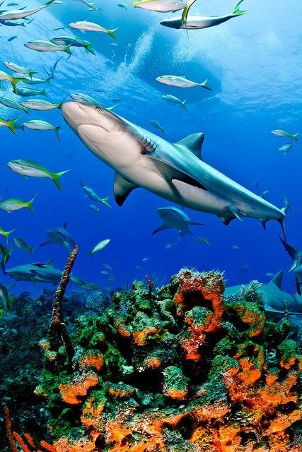 عکس کوسه عجیبغریب عکس کوسه عجیبغریب