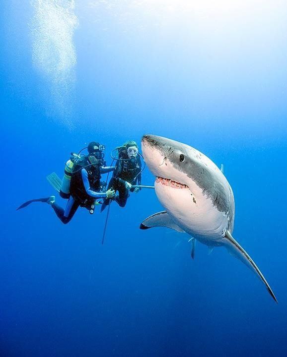 عکس کوسه ببر عکس کوسه ببر