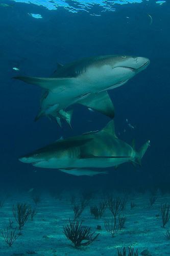 عکس کوسه خلیج فارس عکس کوسه خلیج فارس