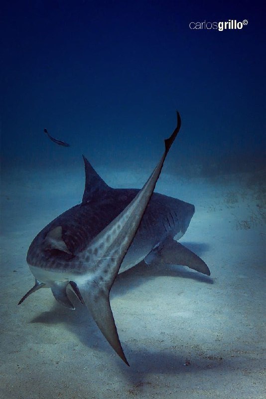 عکس کوسه زیر آب عکس کوسه زیر آب