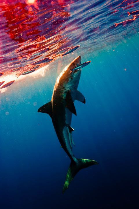 عکس کوسه کمیاب ایران عکس کوسه کمیاب ایران