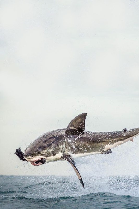 عکس کوسه نزدیک ساحل عکس کوسه نزدیک ساحل