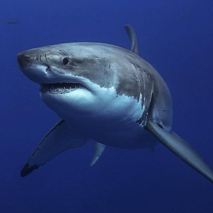 عکس کوسه بزرگ دنیا عکس کوسه بزرگ دنیا