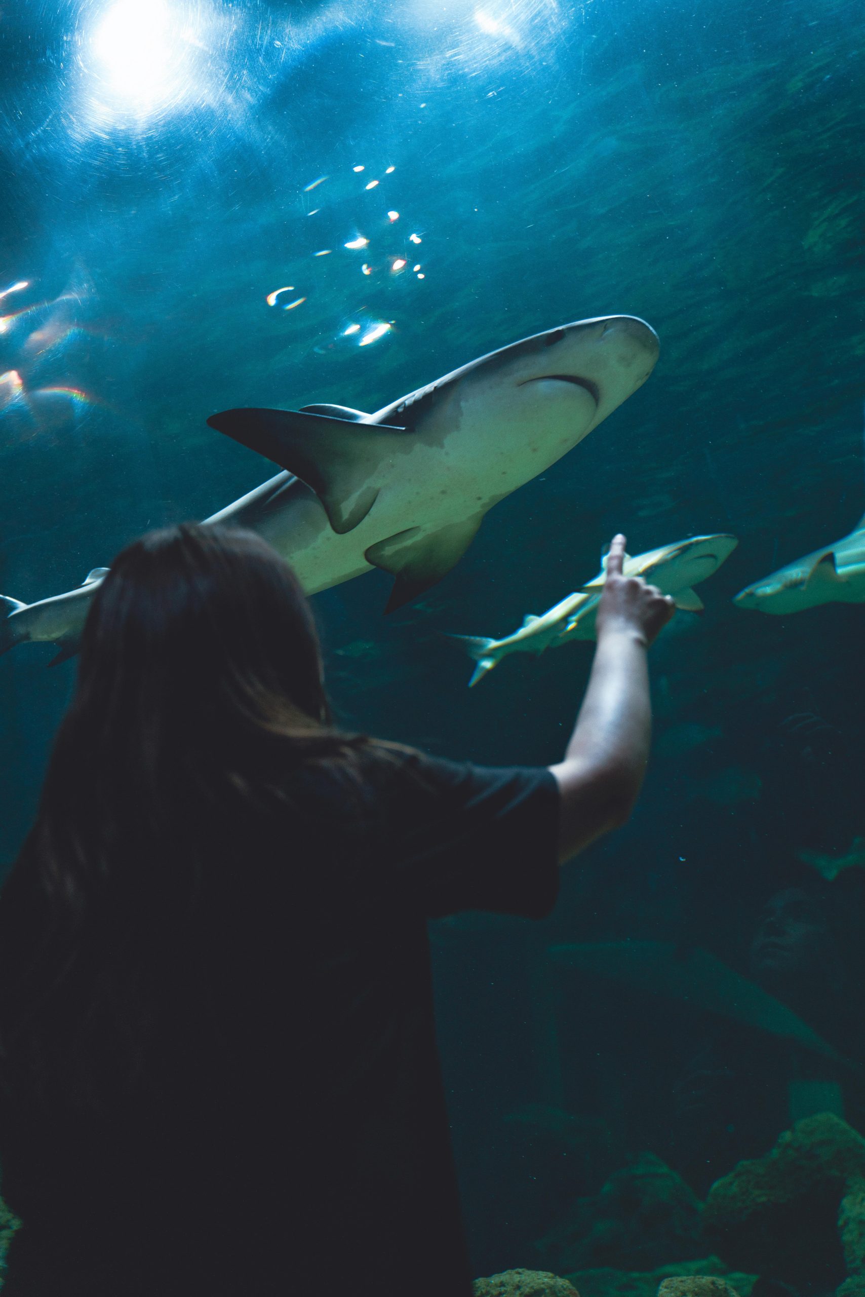 عکس کوسه وحشتناک واقعی عکس کوسه وحشتناک واقعی