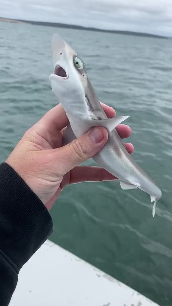 عکس کوسه نزدیک غواص عکس کوسه نزدیک غواص